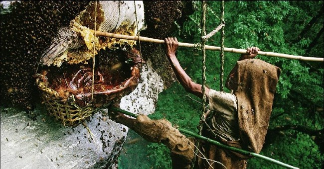 Rùng mình với thứ mật ong chết người, có thể khiến cả đoàn quân phát điên