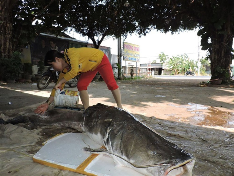 Những sinh vật khủng từng dính lưới ngư dân Việt Nam