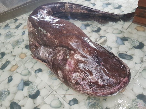 Những sinh vật khủng từng dính lưới ngư dân Việt Nam