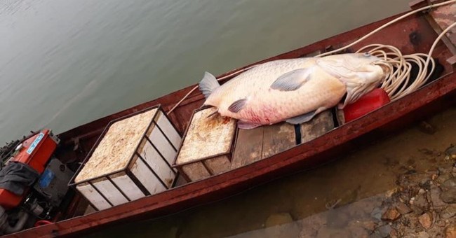 Những sinh vật khủng từng dính lưới ngư dân Việt Nam