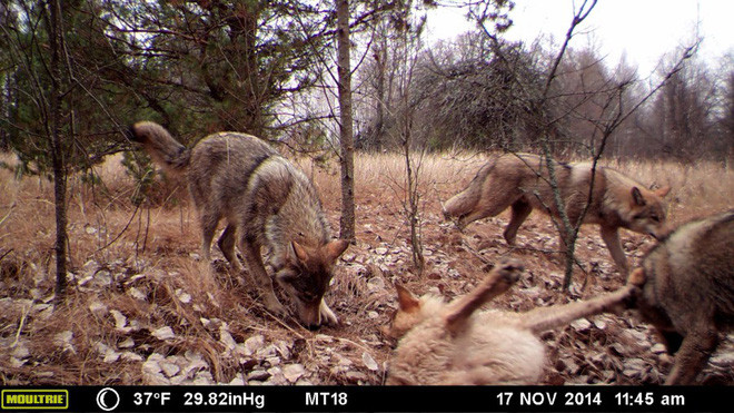Chernobyl là thảm họa của con người, nhưng lại là tin vui với động vật ở đây
