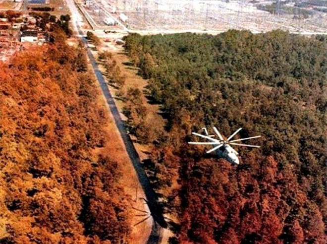 Chernobyl là thảm họa của con người, nhưng lại là tin vui với động vật ở đây