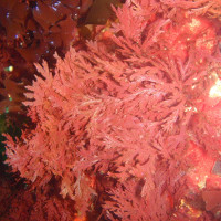 Băng gạc thế hệ mới từ tảo biển có thể cầm máu nội thương chỉ trong vài phút