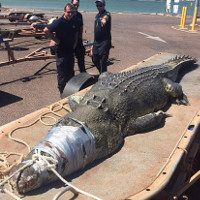 Cá sấu khổng lồ dài gần 5m sa lưới
