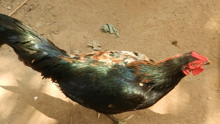Kỳ lạ con gà trống có 