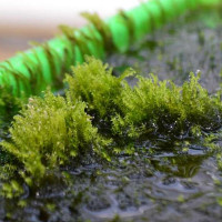 Tìm thấy loài rêu có thể lọc hết arsen trong nước