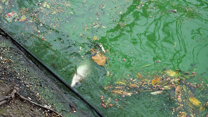 Tảo lam bùng phát dày đặc ở hồ Hoàn Kiếm sau nạo vét