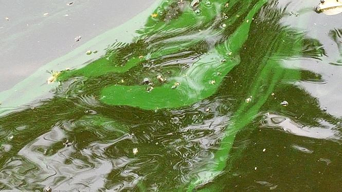 Tảo lam bùng phát dày đặc ở hồ Hoàn Kiếm sau nạo vét
