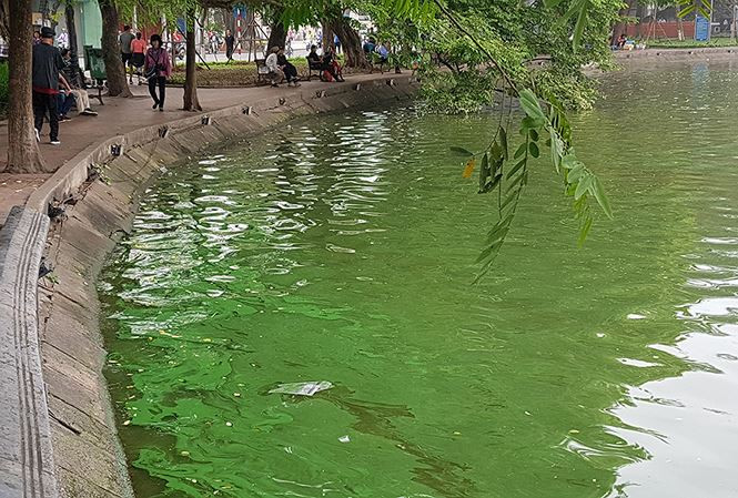 Tảo lam bùng phát dày đặc ở hồ Hoàn Kiếm sau nạo vét