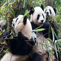 3 loài linh vật này của Trung Quốc sẽ biến mất vĩnh viễn nếu không có gì thay đổi