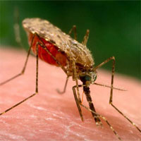 Sốt rét thay đổi mùi của bệnh nhân, làm họ càng "hấp dẫn" muỗi