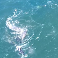 Cá voi xám mẹ bất lực nhìn đàn cá voi sát thủ tách con ra để ăn thịt