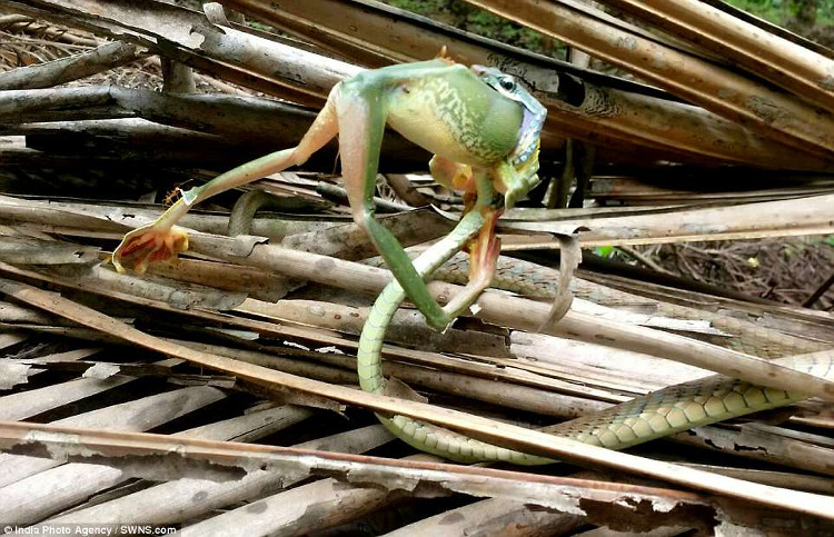 Cận cảnh rắn tí hon vật vã nuốt chửng ếch khổng lồ