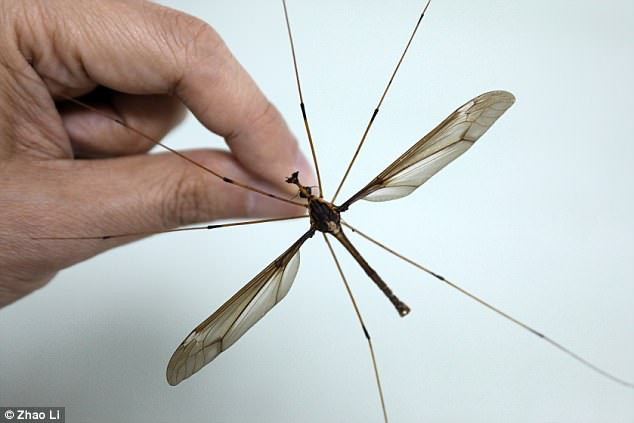 Hãi hùng muỗi to hơn bàn tay ở Trung Quốc