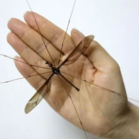 Hãi hùng muỗi to hơn bàn tay ở Trung Quốc