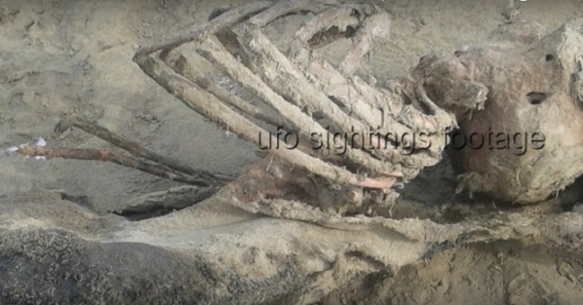 Bí ẩn bộ xương "ngoài hành tinh" dạt vào bờ biển Anh