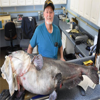 Cá nheo lục nặng 55kg cắn câu ngư dân Mỹ