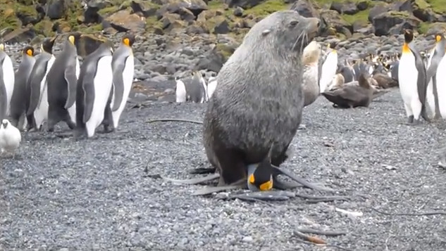 Hải cẩu với chim cánh cụt – mối tình ngang trái nhất quả đất đã xuất hiện