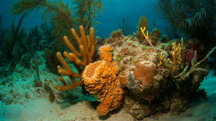 Phát hiện rạn san hô khổng lồ rộng 56.000km2 ngoài khơi Brazil