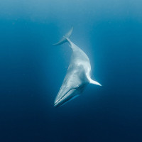 Hé lộ bí mật giúp cá voi lặn "siêu giỏi"