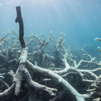 Chuyện gì sẽ xảy ra nếu toàn bộ rạn san hô trên Trái đất này biến mất?
