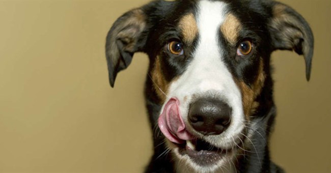 Cẩn thận nhé: Người nuôi chó có nguy cơ mắc một loại bệnh cực kỳ khó chịu, có liên quan đến WC