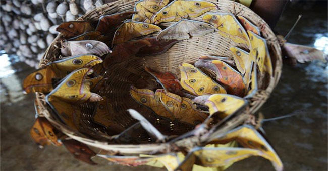 Người dân Anh đang lo hết quần áo mặc vì... bươm bướm