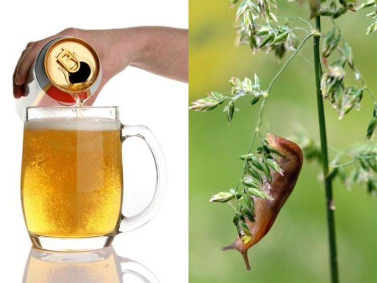 Chuyện thật như đùa: Nông dân diệt ốc sên bằng... bia?