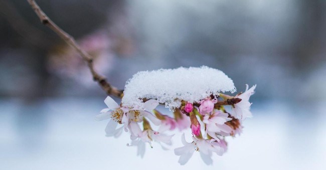 Các nhà khoa học Nhật Bản phát minh ra rượu làm từ ....gỗ