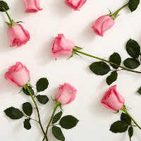 Sắp có hoa hồng "không héo", tỏa hương lâu hơn?