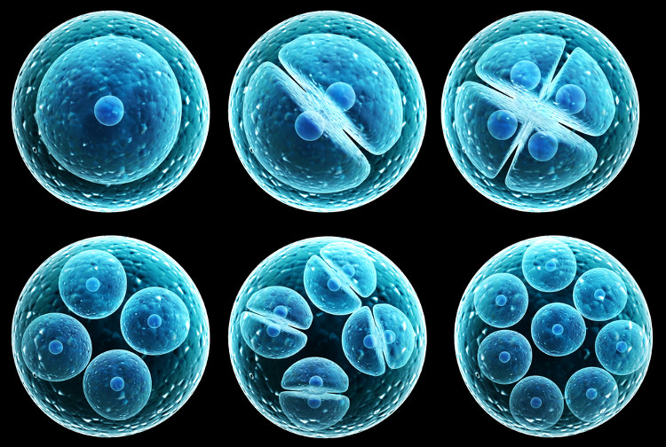 Hình ảnh tế bào phôi - GOTOWOMEN TW3