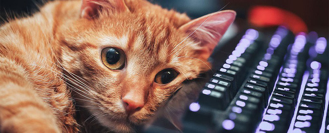 Ông trùm diễn đàn Reddit tiết lộ lý do vì sao cư dân mạng phát cuồng vì mèo