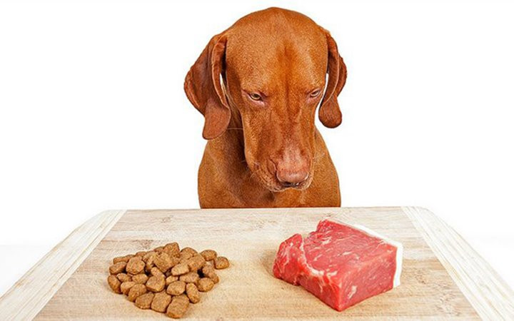 Cho cún cưng ăn đồ tươi sống có thể khiến... chủ nhân bị bệnh