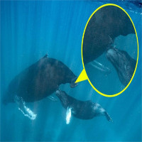 Bí mật cá voi cho con bú sữa như thế nào?