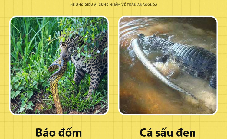 Những điều ai cũng nhầm về trăn Anacoda