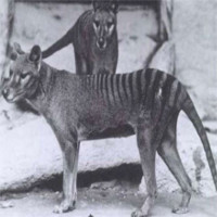 Hổ Tasmania sắp được "cải tử hoàn sinh"