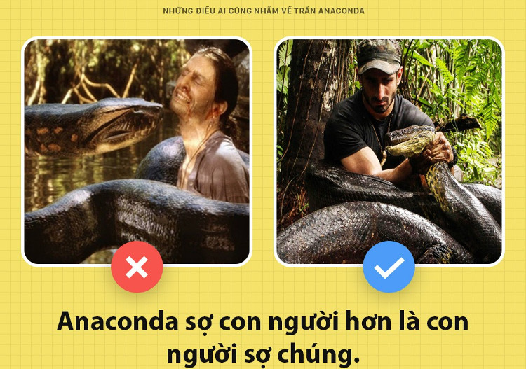 Những điều ai cũng nhầm về trăn Anacoda