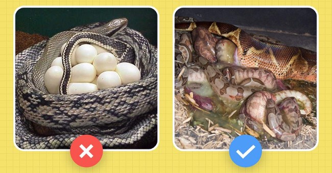 Những điều ai cũng nhầm về trăn Anacoda