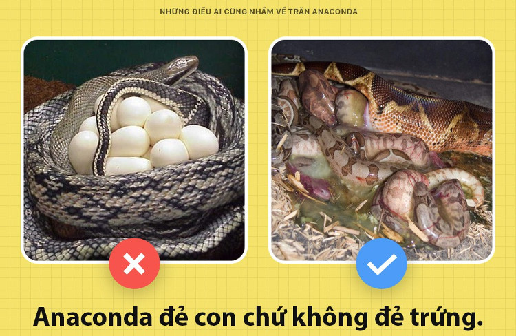 Những điều ai cũng nhầm về trăn Anacoda