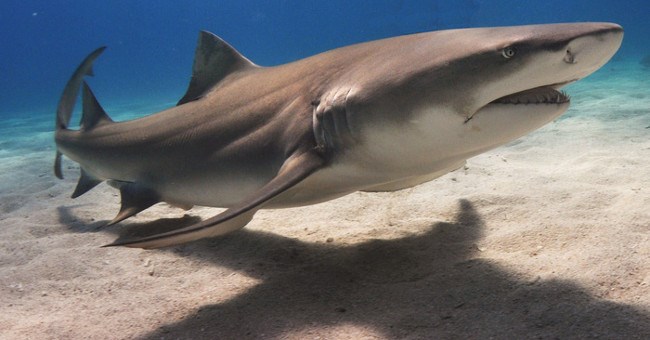 Những cao thủ "diễn sâu" trong thế giới tự nhiên