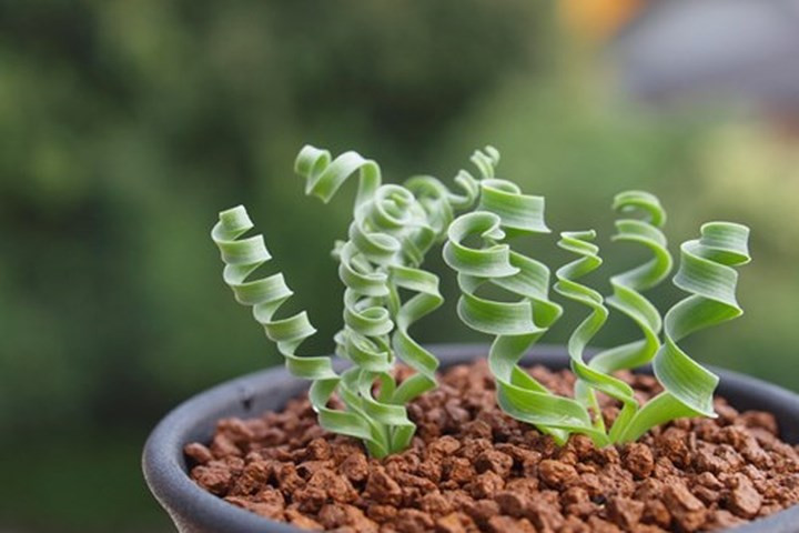 Loài thực vật kỳ lạ, mang hình xoắn ốc quý hiếm