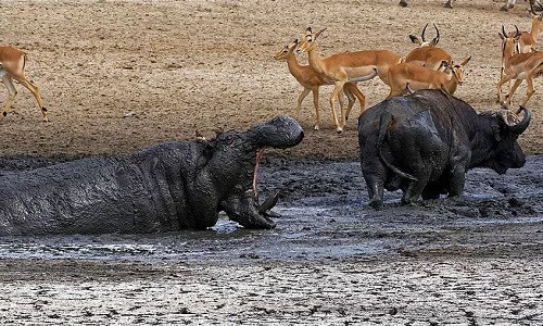 Hà mã tấn công trâu rừng để độc chiếm vũng nước