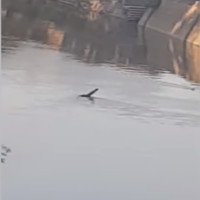 Ghi hình được “quái vật” giống Loch Ness ở kênh đào Anh