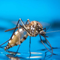 Lý do kinh dị khiến vết muỗi cắn trở nên cực ngứa mà khoa học mới tìm ra