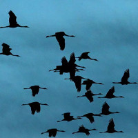 Sóng di động 5G có thể khiến loài chim và nhiều sinh vật sống mất phương hướng