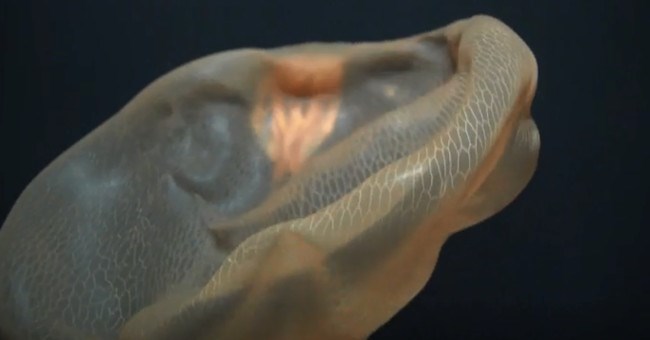 Lần đầu ghi hình được "bóng ma biển sâu"