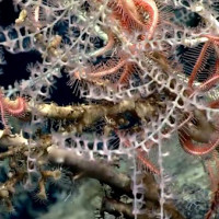 Phát hiện khu "rừng san hô" bí ẩn hơn 1000 tuổi, sâu 2.300m dưới đáy biển