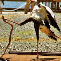 Khám phá loài chim được mệnh danh "sát thủ Taekwondo"