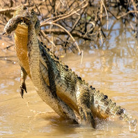 Rắn hổ bướm tử chiến với cá sấu dưới hồ