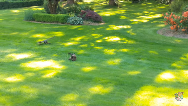 Con chim cú bất ngờ xuất hiện và cắp con mồi ngay trước mũi mèo.